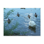 ducks Postcard