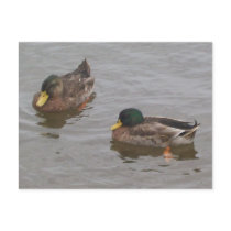 Ducks Postcard by sunsett76 Ducks Postcard
