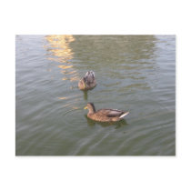 ducks postcards by DonnaGrayson ducks postcards