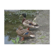 Ducks postcards