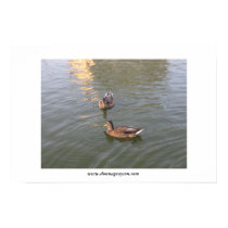 ducks posters by DonnaGrayson ducks posters