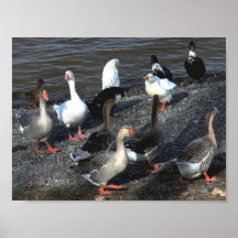 Ducks Poster