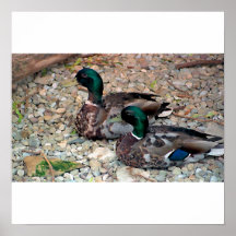 Ducks Poster/Print