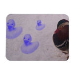 ducks rectangle magnet