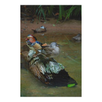 Ducks Resting on a Log, Painting posters by vegetathedog Ducks Resting on a Log, Painting posters
