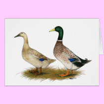 Ducks:  Silver Welsh Harlequin cards