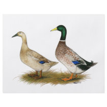 Ducks:  Silver Welsh Harlequin flyers