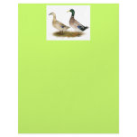 Ducks:  Silver Welsh Harlequin Customized Letterhead