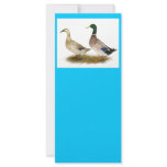 Ducks:  Silver Welsh Harlequin Custom Rack Cards