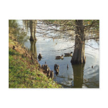 Ducks swimming in Florida Post Cards