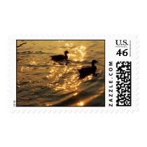 Ducks Swimming Stamp stamps
