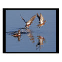 Ducks Taking Off Print by farmer77 Ducks Taking Off Print