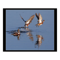 Ducks Taking Off Print