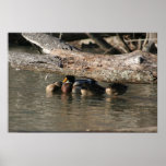 Ducks under the log Print