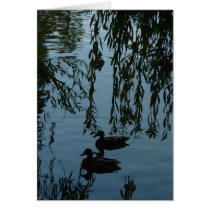 Ducks Under the Willow cards