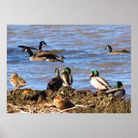 Ducks Watching Geese Posters