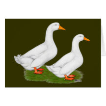 Ducks:  White Pekins Card