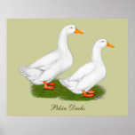 Ducks:  White Pekins Posters