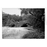 Duckweed - Central Park Cards