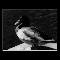 Ducky postcards