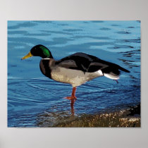 Ducky Poster