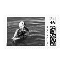 Ducky stamps stamps