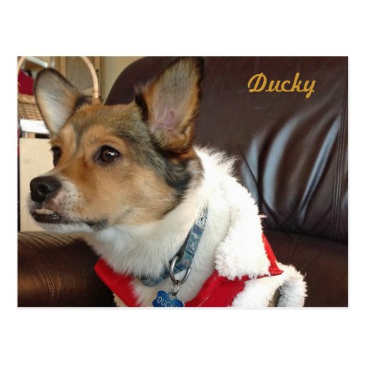 Ducky the Dog Postcard | Zazzle