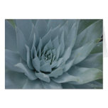 Dudleya Card