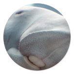 Dugong Smile stickers