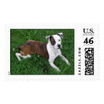 Duke1 Postage Stamps