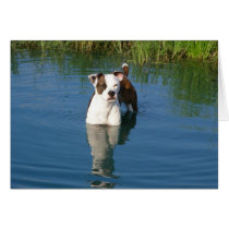 Duke in Pond cards