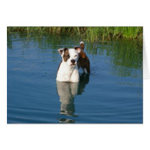 Duke in Pond Greeting Cards