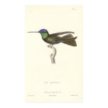 Duke of Rivoli's Hummingbird from Antique Print