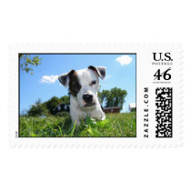 Duke postage by piecey18 Duke postage