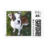 Duke Postage Stamps