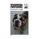 Duke, the English Bulldog, Postage postage by tropicparadise Duke, the English Bulldog, Postage postage