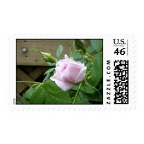 dulicate Beauty postage by cmommy5 dulicate Beauty postage