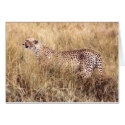 Duma (Cheetah) cards