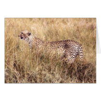 Duma (Cheetah) cards