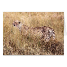 Duma (Cheetah) Greeting Cards