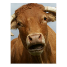 dumb cow postcard