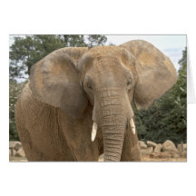 Dumbo Card