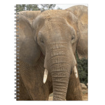 Dumbo Notebook
