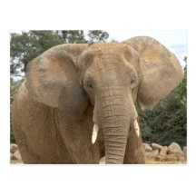 Dumbo Postcard