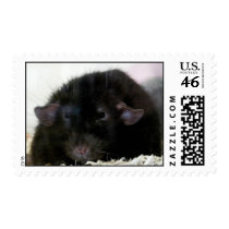 Dumbo Rat postage by sally7466 Dumbo Rat postage