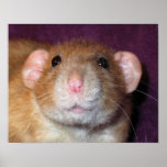 Dumbo Rat Poster