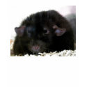 Dumbo Rat t-shirts by sally7466 Dumbo Rat t-shirts