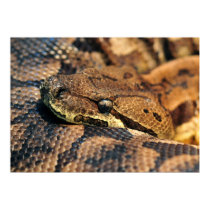 Dumerils Ground Boa posters by dstewart44 Dumerils Ground Boa posters