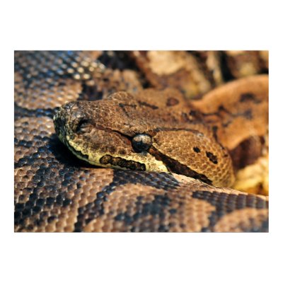 Dumeril's boa