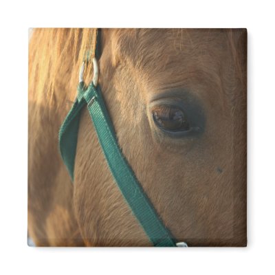 Dun Magnet by EquineGal